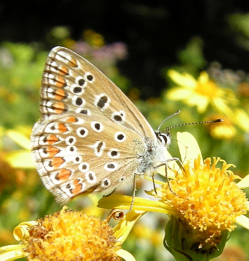 Lysandra bellargus?